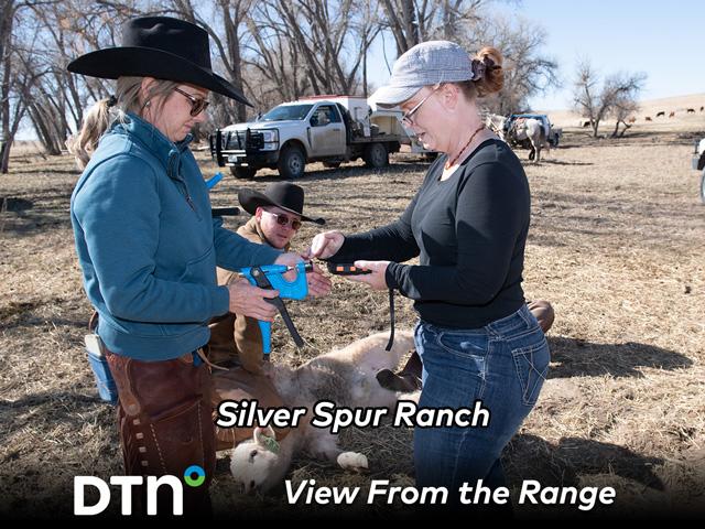During the Silver Spur Kiowa Creek Ranch branding, tissue samples are taken on each calf to be used for DNA testing. Neighbor Corey Massey holds a tissue sampler while Misti Spiller scans the collection tube and neighbor Leland Oljker holds the calf. (DTN/Progressive farmer photo by Joel Reichenberger)