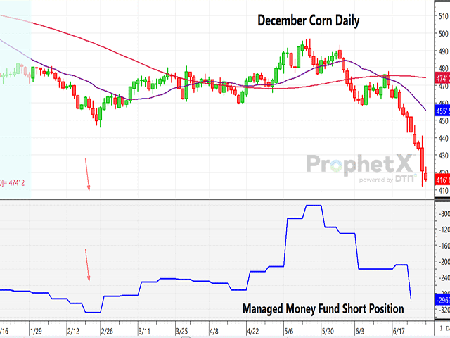 The chart above is a daily chart of December corn futures coupled with the managed money fund position. (DTN ProphetX chart).