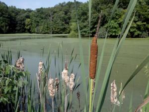 Take the Survey on Which Weeds Top Your List of Most Unwanted