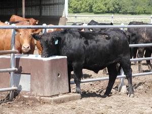 Low Water Intake Can Cause Health Issues for Cattle During Heat Wave