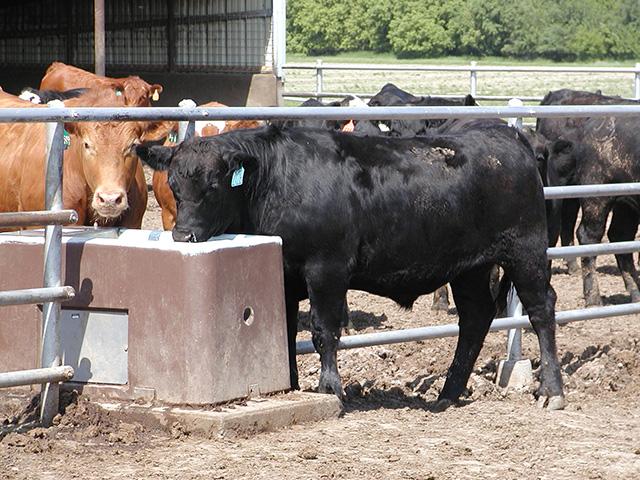 Ensuring feedlot cattle have access to enough water during a heat wave event can help prevent health problems. (Photo courtesy of Kansas State University)
