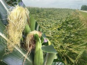 Top Weather Analog Year Suggests Hope, Concern for US Corn Crop