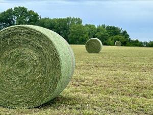 Moisture Causes Challenges for Baling Hay Properly
