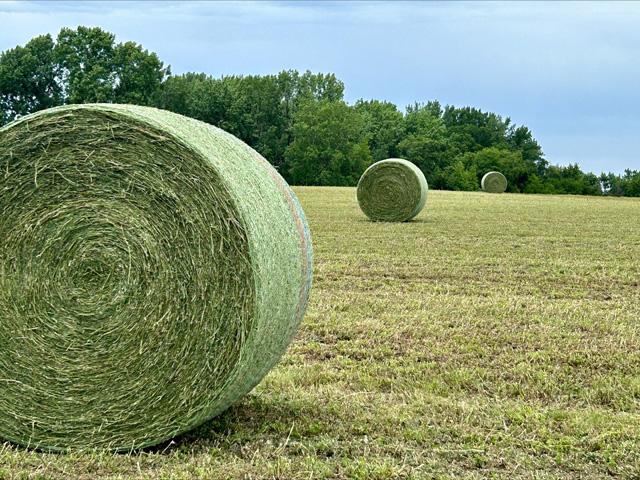Weather conditions have been challenging for making hay across the country this year. (DTN/Progressive Farmer photo by Jennifer Carrico)