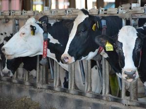 EPA Seeks Injunction to Force Yakima Valley Dairies to Fix Drinking Water