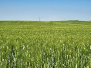 It’s Time for the Wheat Quality Council’s 2024 Spring Wheat, Durum Tour