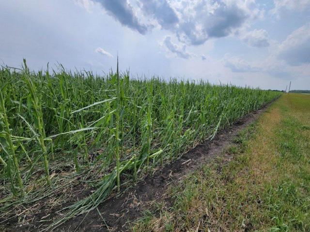 Severe winds and hail from strong thunderstorms left behind shredded corn. (Photo courtesy of Scott Batterman)
