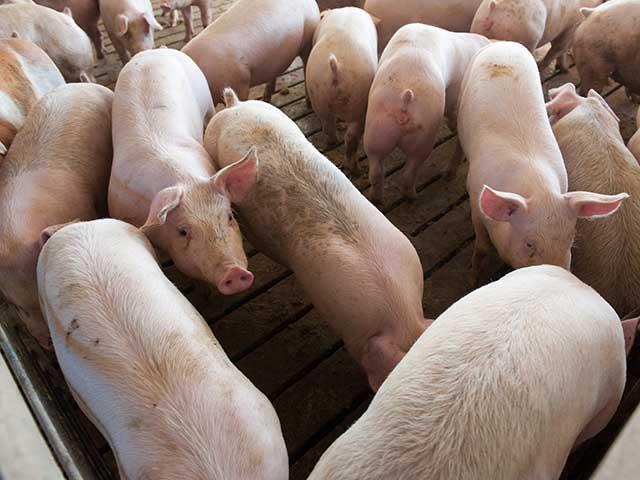 A federal court in Massachusetts upheld the state's animal welfare law created as a result of ballot Question 3. (DTN file photo)