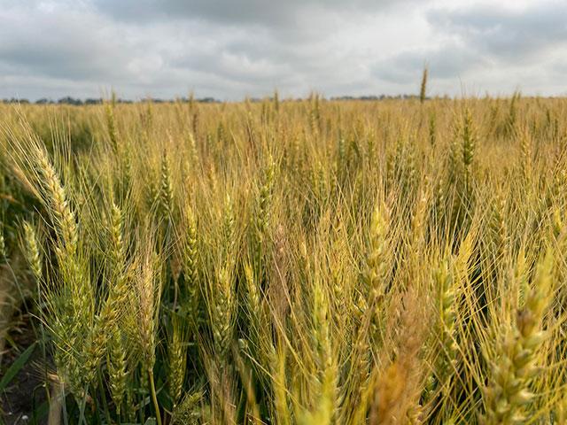 On Day 1 of the Wheat Quality Council's Spring Wheat and Durum Tour, participants surveyed 99 fields as they traveled along routes from Fargo to Bismarck, North Dakota. The weighted average yield for the day was 52.3 bushels per acre. (Photo courtesy of Anne Osborne, National Wheat Foundation)