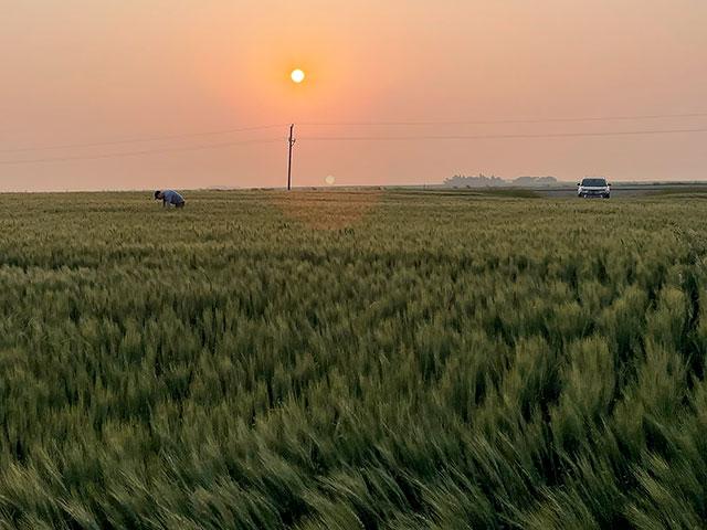 Wildfire smoke provided an aura of intrigue on the final morning of the 2024 Spring Wheat and Durum Tour organized by the Wheat Quality Council. Participants sampled fields in northeast North Dakota and western Minnesota on routes between Devils Lake and Fargo. (Photo courtesy of Anne Osborne, National Wheat Foundation)