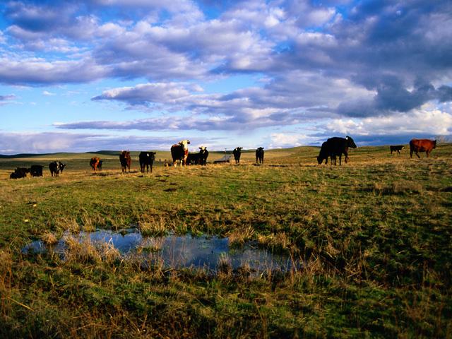 Wet and muddy pasture and feedlot conditions can cause foot rot in cattle. (DTN/Progressive Farmer file photo)