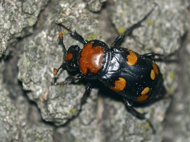Under the EPA's draft Insecticide Strategy, the American burying beetle and its critical habitat would receive additional protections from pesticides, along with hundreds of other species and their habitats. (Photo courtesy of the U.S. Fish and Wildlife Service)