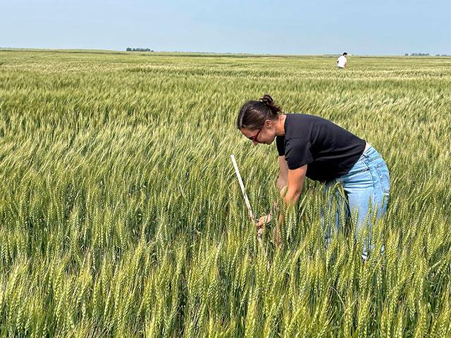Annie Buckley, an international trade specialist with the USDA Foreign Agricultural Service, collects data to estimate yield during Day 2 of the Wheat Quality Council's Spring Wheat and Durum Tour. (Photo courtesy of Anne Osborne, National Wheat Foundation)