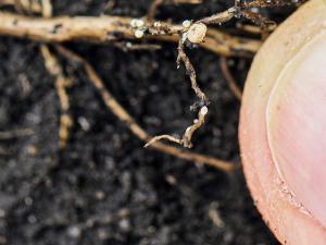 Time to Search for Soybean Cyst Nematode Females