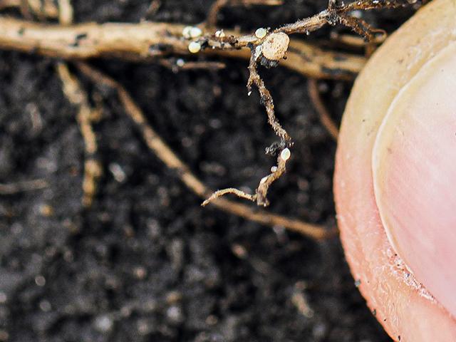 See those little white dots? They are soybean cyst nematode females feeding on soybean roots. Time to grab a shovel and dig to see if they are enjoying at meal at your expense. (DTN photo by Pamela Smith)