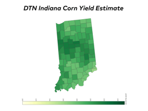 Indiana Corn Yields May Fall Short of Beating 2023’s Record, Yield Tour Finds