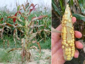Oklahoma and Missouri Report First Cases of Corn Stunt Disease