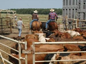 North Carolina Man Pleads Guilty to Role in $1M Cattle Theft Conspiracy