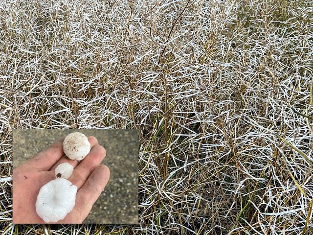 Dan Lakey's canola crop took a beating from hail this past week. The Idaho farmer has been hit by a variety of weather events this season. (Photos courtesy of Dan Lakey)