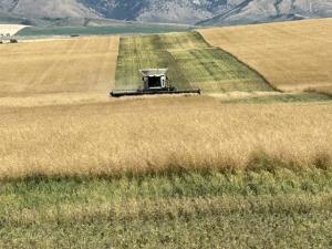 Combines Start to Roll for Idaho and Kentucky Farmers