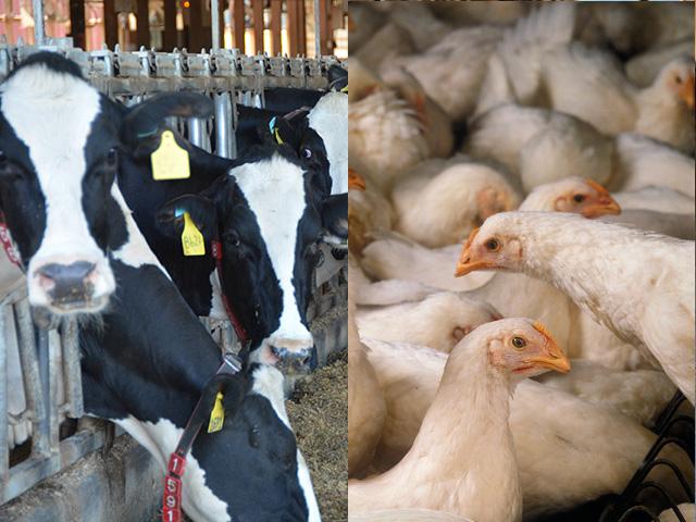 The dairy and poultry industries continue to see losses due to the influenza outbreak across the U.S. (DTN/Progressive Farmer file photos)