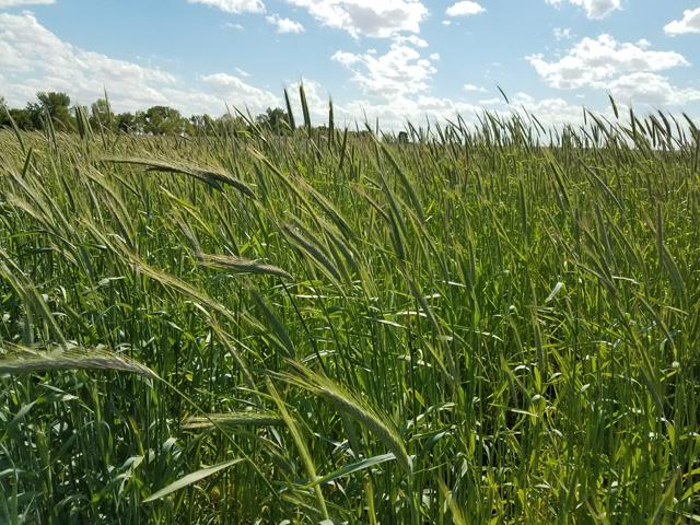 Midwestern farmers interested in seeding fall cover crops, like rye, can get payment rates of $10 to $15 per acre through Practical Farmers of Iowa. (Photo courtesy of Practical Farmers of Iowa).