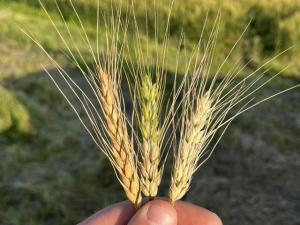 Spring Wheat Crop May Still be Susceptible to Scab, Vomitoxin