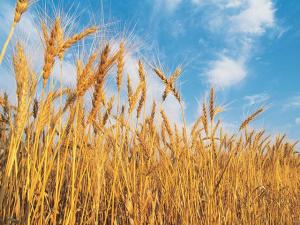 Colorado Foundation Partners on Drought-Tolerant Biotech Wheat