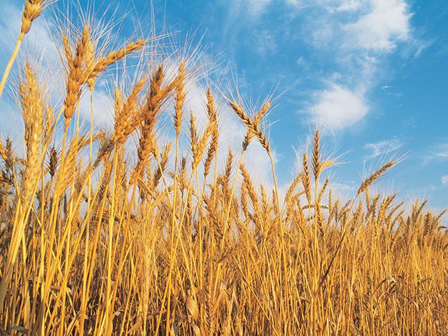 Bioceres announced the Colorado Wheat Research Foundation will collaborate on incorporating the company's GM wheat trait for drought tolerance into U.S. wheat varieties. (DTN file photo)