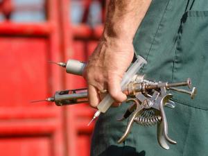 Mizzou Researchers Test New Vaccine to Protect Cattle from Tick-Borne Disease