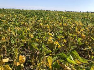 Make That Grain Marketing Call and Never Look Back