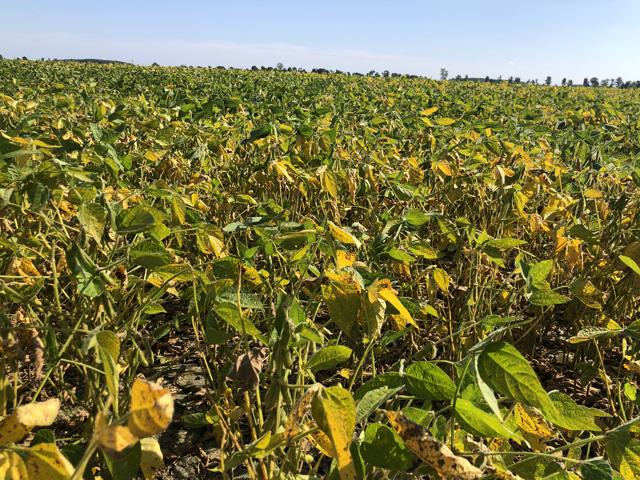 As harvest nears in southwest Ontario, the question is how to market our unpriced grain. Make that call and never look back. (DTN photo by Philip Shaw)