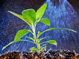 Companies Win Chemical Price-Fixing Antitrust Lawsuit Filed by Farmers