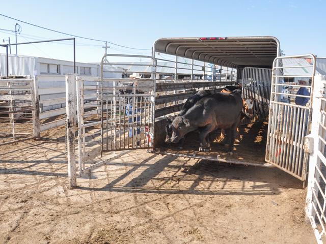 Livestock handling safety practices are important to keep both livestock and humans safe. These methods should include transporting animals. (DTN file photo by Chris Clayton)