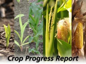 USDA Crop Progress: Corn Rated 65% Good to Excellent, Soybeans 65% Good to Excellent as of Sept. 1