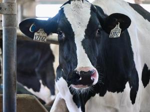 South Dakota Company Will Do Field Trial of Dairy H5N1 Vaccine