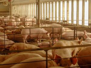 MU Swine Specialist: Biosecurity Plans Can Protect Hogs From Avian Influenza