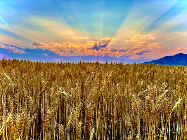 Scenic harvest views are a highlight of the season for Dan Lakey, of Soda Springs, Idaho. This soft white winter wheat field came in around 55 bushels per acre, which is remarkable given weather conditions experienced this year. (Photo courtesy of Melissa Beardall)
