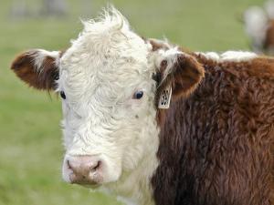 Wyoming Cattle, Moose Die of Anthrax for First Time in 50 years