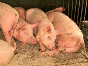 USDA Confirms First US Case of Bird Flu in Swine at Oregon Backyard Farm