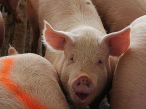 New NDSU Swine Specialist Optimistic About Future of Hog Production in North Dakota