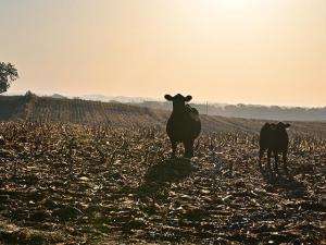 Stocking Rate and Proper Grazing Length of Corn Residue Helps Cows and Crop Ground