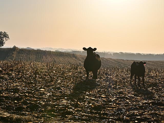 Calculating how long a cornstalk field can be grazed is important for the cattle and the field. (DTN/Progressive Farmer photo by Jennifer Carrico)