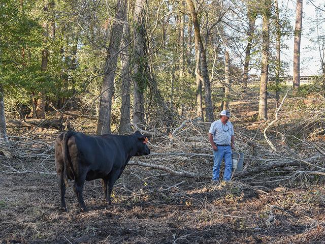 Gibson, Georgia, cattleman and row-crop farmer Ben Hadden had miles of fence destroyed and 1,900 acres of row crops heavily damaged by Hurricane Helene. (DTN/Progressive Farmer Photo By: Becky Mills)