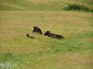 CRP Acreage is Highest in a Decade: Breaking Down Acreage and Rental Rates