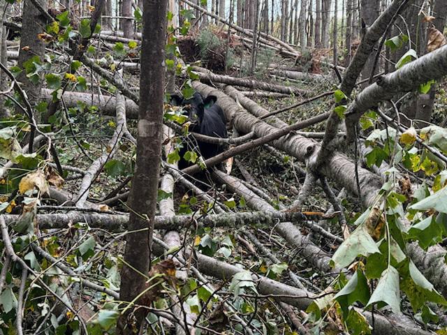 A bred heifer that was missing from the Carson farm near Laurel Springs, North Carolina, was found nearly a mile from the farm surrounded by trees following the flooding to the region. Owners report she seems to be unharmed. They were able to back her out of the area to get her home with their herd. (Photo by Callie Birdsell Carson)