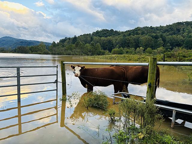 Cattle stand in water after Hurricane Helene hit western North Carolina in late September. Producers relying on streams or river water for their cattle are now seeing some of them die from toxicity. They also need to replace hundreds of bales of flood-soaked hay. (Photo courtesy of Sarah Clayton)