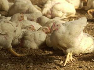 Wisconsin Senator Urges Aid to Farmers After Poultry Processor’s Collapse