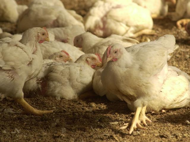 After Pure Prairie Poultry shutdown at the end of September, farmers in Wisconsin resorted to giving away tens of thousands of chickens by finding people on social media willing to take them. A U.S. senator wants more action from USDA on the situation. (DTN file photo by Jim Patrico)