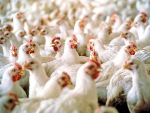USDA Looking into Claims Poultry Growers Weren’t Paid in Failed Broiler Plant